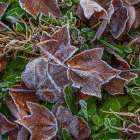 USA, New Jersey, Pine Barrens National Preserve. Close-up of frosty fallen leaves. Art Print
